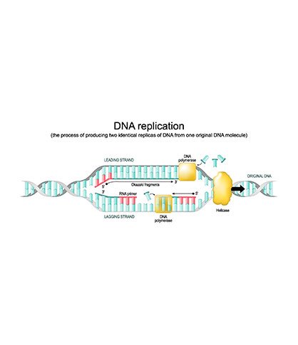dna