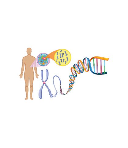 dna, kromozom